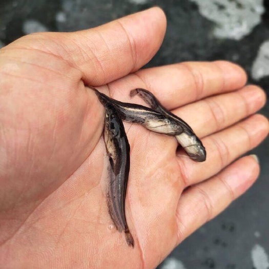 南宁场地直销，大口鲶鱼苗，规格齐全，