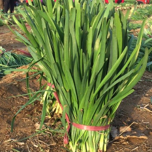 定兴县 头茬大叶韭菜紫根质量好价格便宜