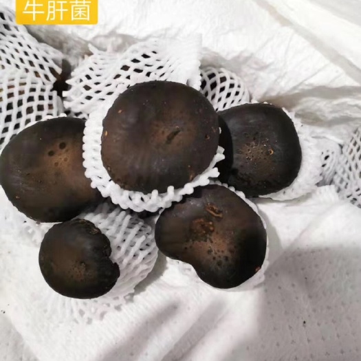 成都黑牛肝菌
