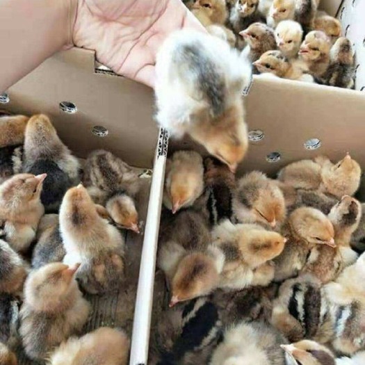 南宁 K九肉鸡苗882