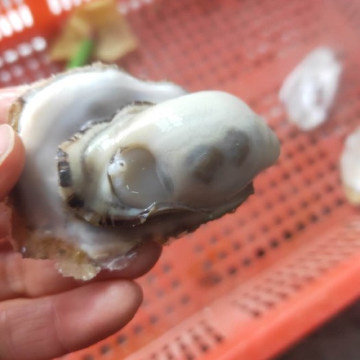 乳山市 乳山牡蛎，产地直发，各种规格，保证质量，招全国合作