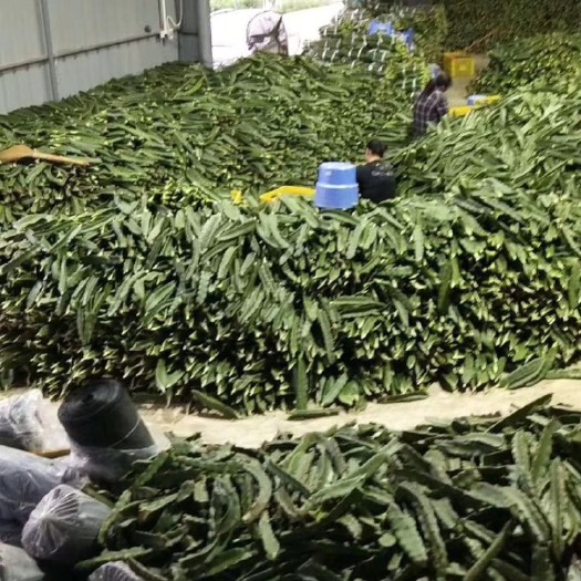 遂溪县 红肉火龙果苗