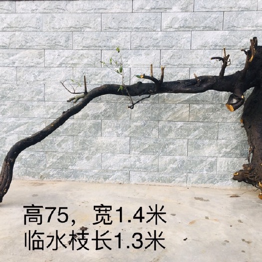 桃源县造型金弹子 天然临水金弹子桩，