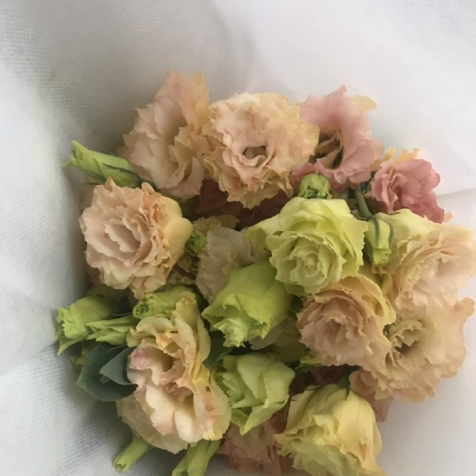 昆明洋桔梗 杨桔梗花卉基地直销