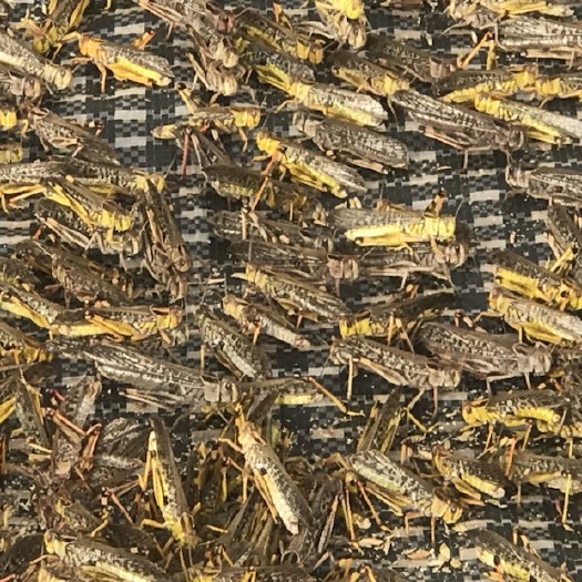  专业养殖蝗虫(活体）
