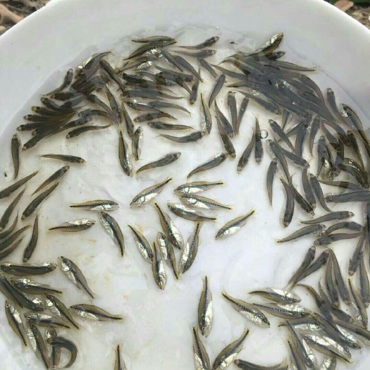 广州 热卖优质加州鲈鱼苗淡水大囗黑鲈鱼水花路亚小型养殖肉食饲料活体