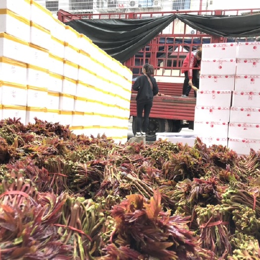 大竹县红香椿芽 大竹县红香椿