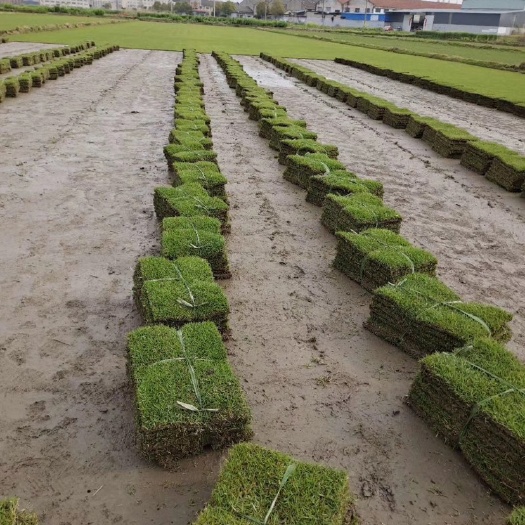 绍兴宁波马尼拉草皮