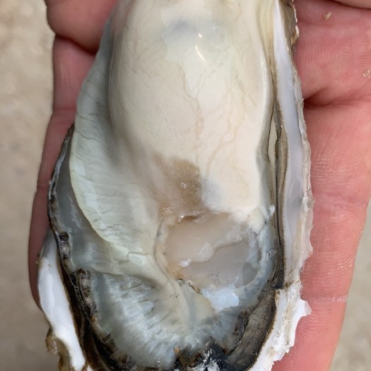 海阳市生蚝 山东威海乳山杜蛎