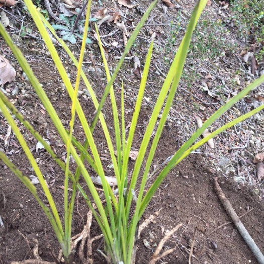 洋县黄婵兰 裸根不带土