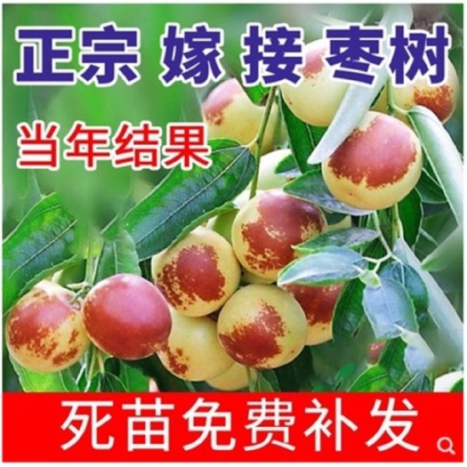 平邑县 枣树苗盆栽地栽果树沾化冬枣大青枣南方北方种植果树苗当年结果