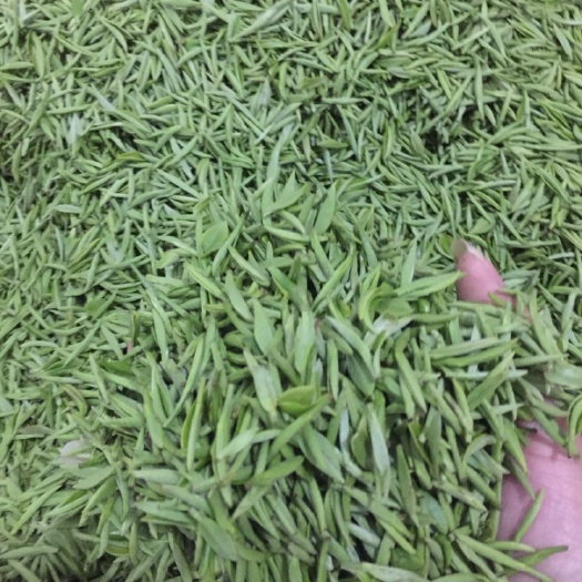 麻城市竹叶青茶 茶叶鲜芽