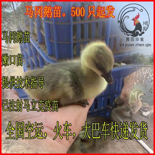 广州马岗鹅苗 马岗鹅 大种杂交鹅 开平马岗鹅 纯种黑脚有肉瘤70天10斤