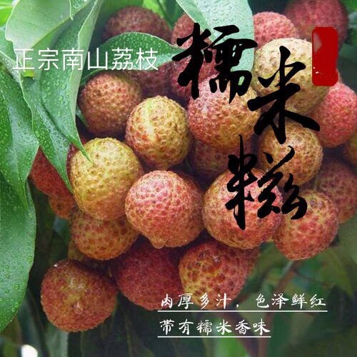 深圳 正宗南山糯米糍荔枝。基地直供大量供应。欢迎预定洽谈