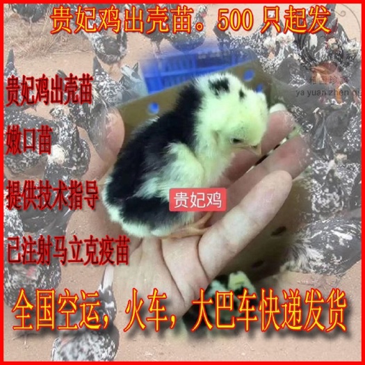 广州贵妃鸡苗 贵妃鸡 出壳苗 提供养殖技术 包活 包运 全国发货 量大送货