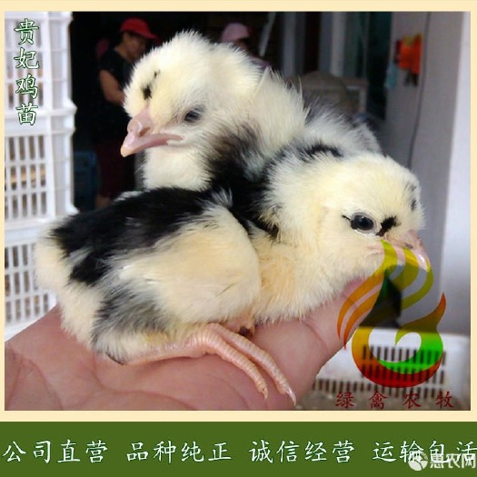 广州贵妃鸡苗 贵妃鸡 出壳苗 提供养殖技术 贵妇鸡