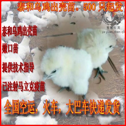 广州白凤乌鸡苗 泰和乌鸡出壳苗 白凤乌鸡出壳苗 提供养殖技术 全国发货