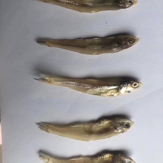 广州深海小鱼干