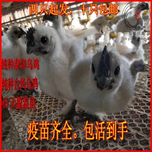 单县乌骨鸡苗  泰和乌鸡 脱温苗 半斤 提供养殖技术