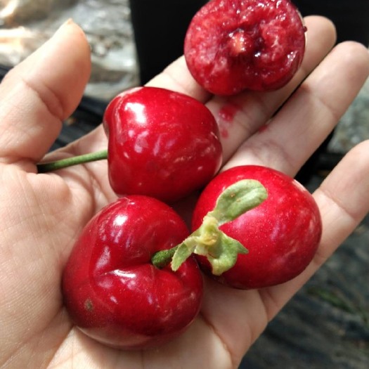 莱西市美早樱桃 自家种植的美早车厘子已经成熟，大量供应，可代办
