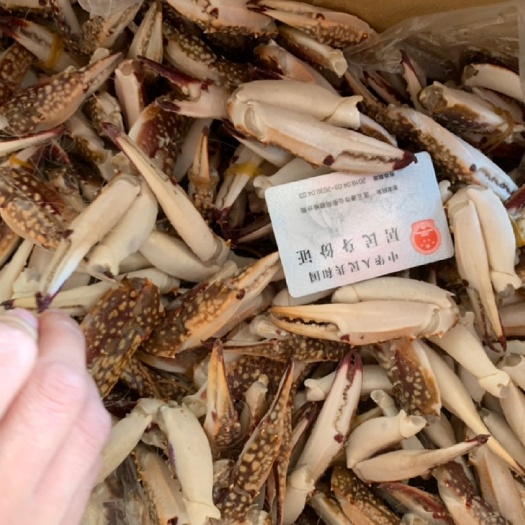 连云港蟹钳 6-12个月