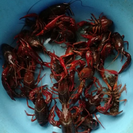 英山县 湖北小龙虾