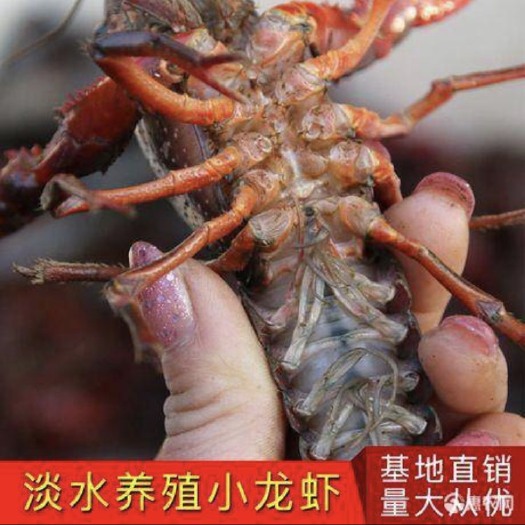 仙桃市 小龙虾