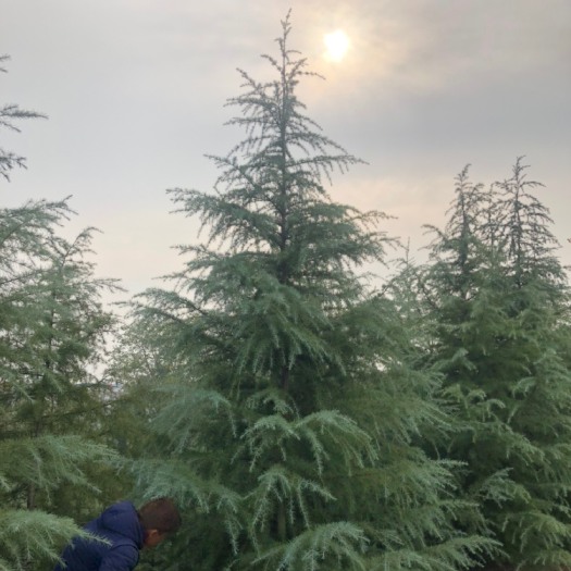 滁州乔木雪松  1.5—-6米雪松