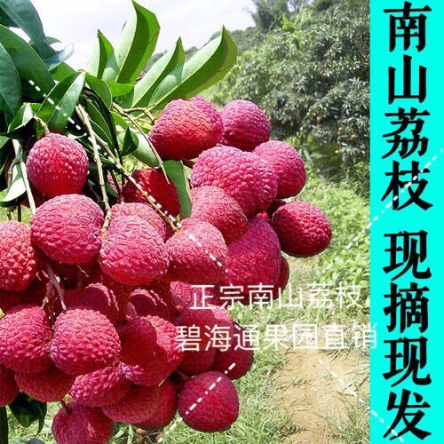 深圳 正宗南山桂味荔枝 基地直供大量供应 欢迎预定洽谈
