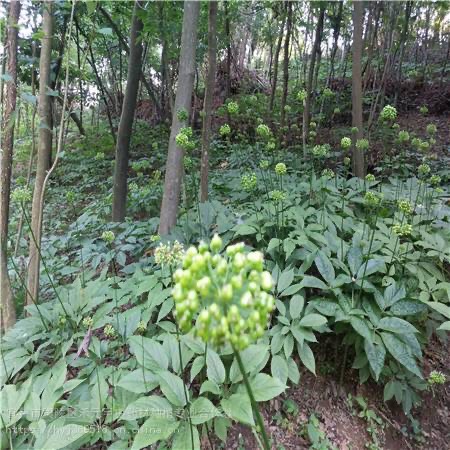  竹节参，竹根七，土三七