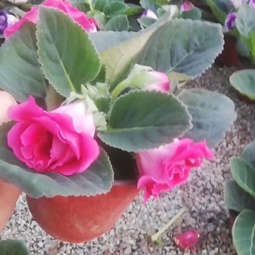 青州市醉芙蓉  芙蓉花基地大量供应每年开春到五一都有货