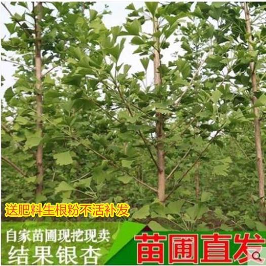 平邑县银杏树苗  银杏白果树苗！1–15公分，基地直发！价格实惠。