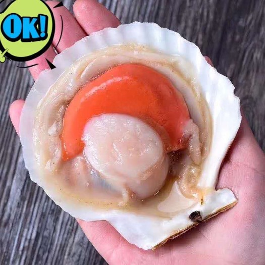 广州虾夷扇贝 夏夷贝