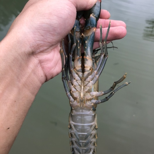 高州市 澳洲淡水蓝龙虾