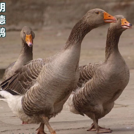 南宁 郎德鹅苗 品种优越 包打疫苗 技术指导 量大价优