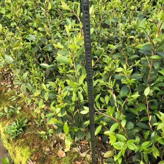榕江县 热卖优质油茶苗