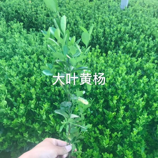 青州市大叶黄杨
