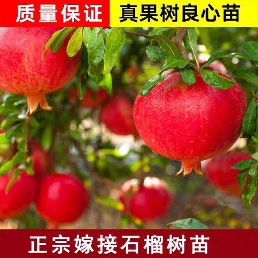 平邑县蒙阳红石榴苗 蒙阳红石榴，沂蒙山的正宗品质，南北方适宜种植