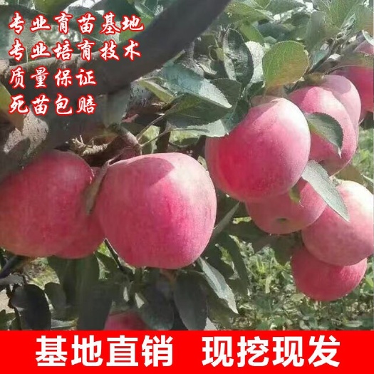 平邑县红富士苹果苗 嫁接苹果苗 嫁接 烟富8号 众成1号 烟富10号系列