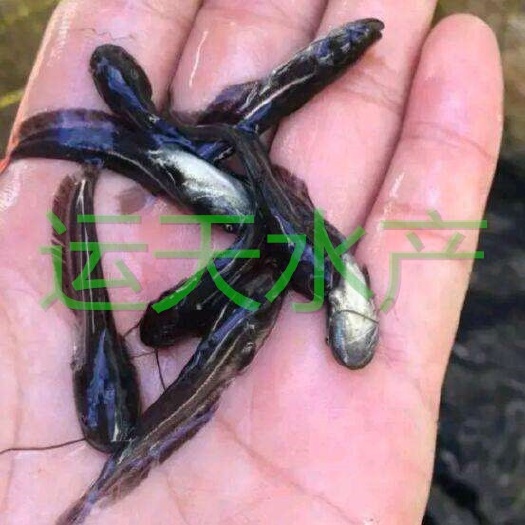 眉山 杂交大口鲶鱼苗，量大从优