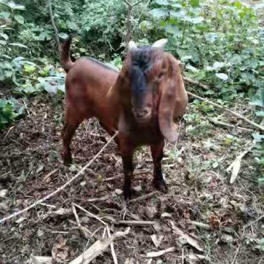 简阳市 大耳羊