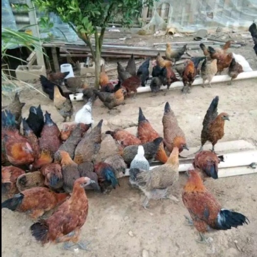 广州土鸡苗 高脚细脚【厂家直销 品种保证 量大从优 包疫苗】