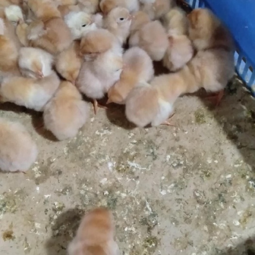 南宁三黄鸡苗 统货