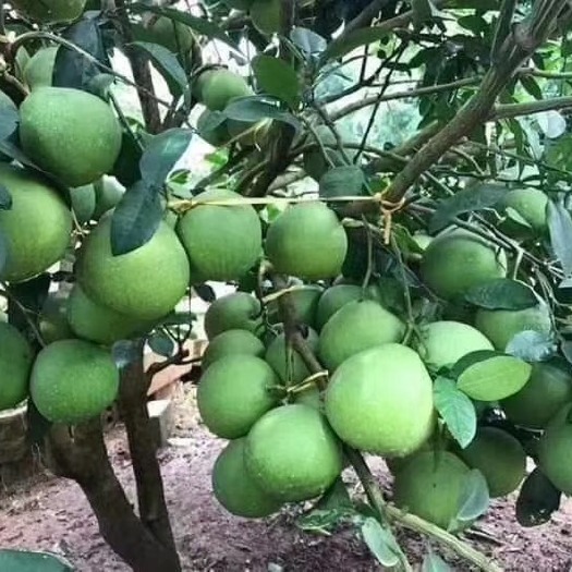 灵山县 泰国红宝石柚苗青皮红心柚苗