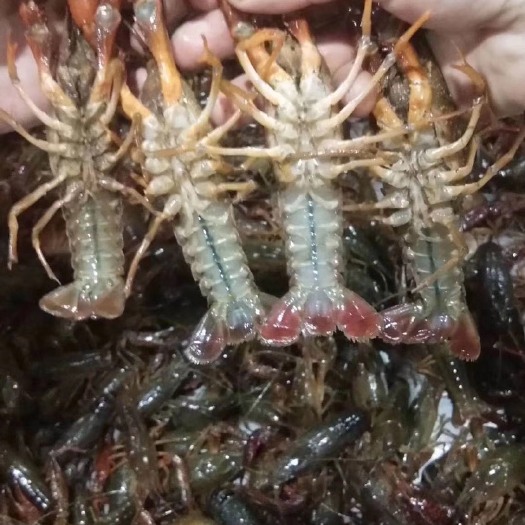 南县南县小龙虾 中青4-6钱 人工养殖
