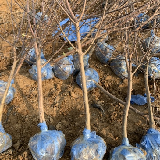 昌黎县寒富苹果树苗  3公分寒富苹果，富士苹果