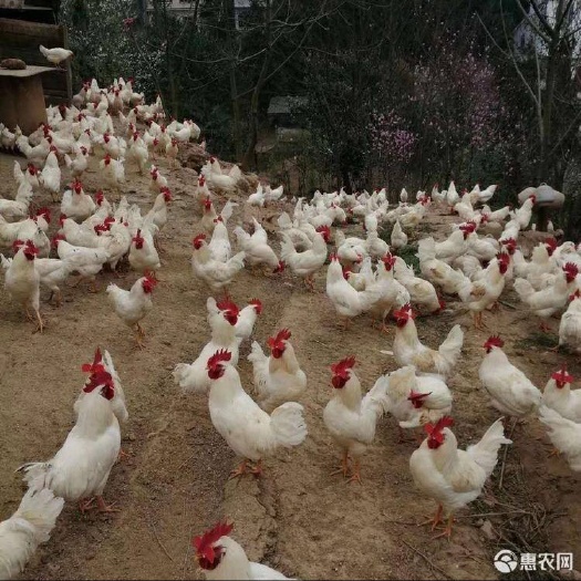 广州肉鸡苗  白公鸡苗【厂家直销 品种保证 量大从优 包疫苗】