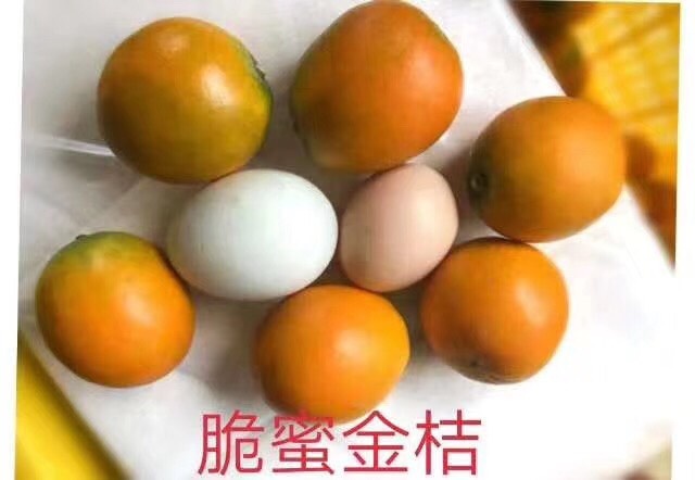 简阳市脆蜜金柑苗 脆密金桔