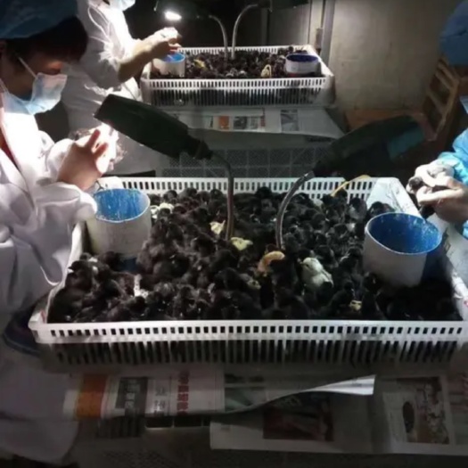 沭阳县 五黑鸡绿壳蛋鸡苗  又名药用鸡/品种纯正/全国各地送货上门