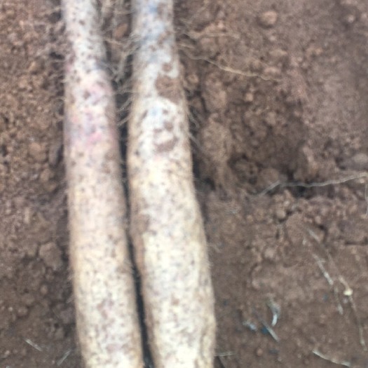 平乐县黑鬼薯 40~50cm